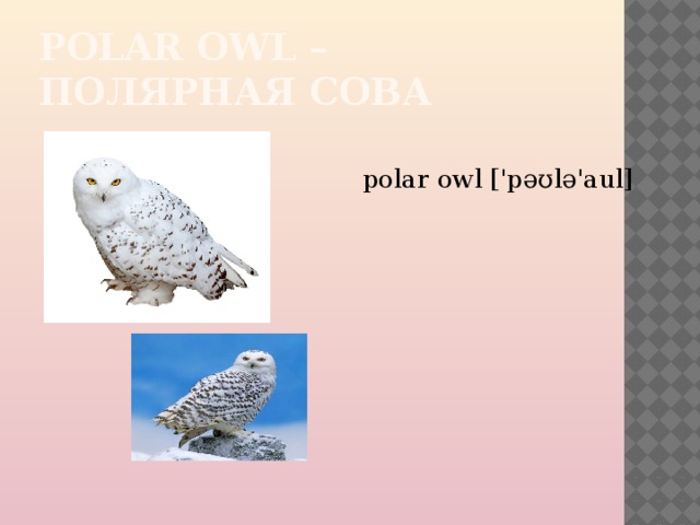POLAR OWL –ПОЛЯРНАЯ СОВА polar owl ['pəʊlə'aul] 