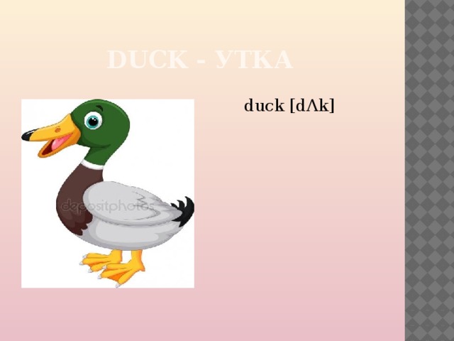  DUCK - УТКА duck [dΛk] 
