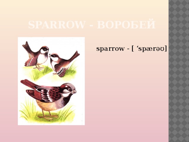  SPARROW - ВОРОБЕЙ sparrow - [ ‘spærəʊ] 