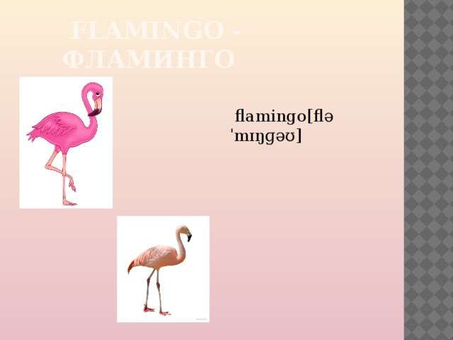  FLAMINGO - ФЛАМИНГО  flamingo[fləˈmɪŋɡəʊ]  