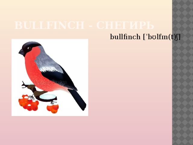  BULLFINCH - СНЕГИРЬ bullfinch [ˈbʊlfɪn(t)ʃ] 