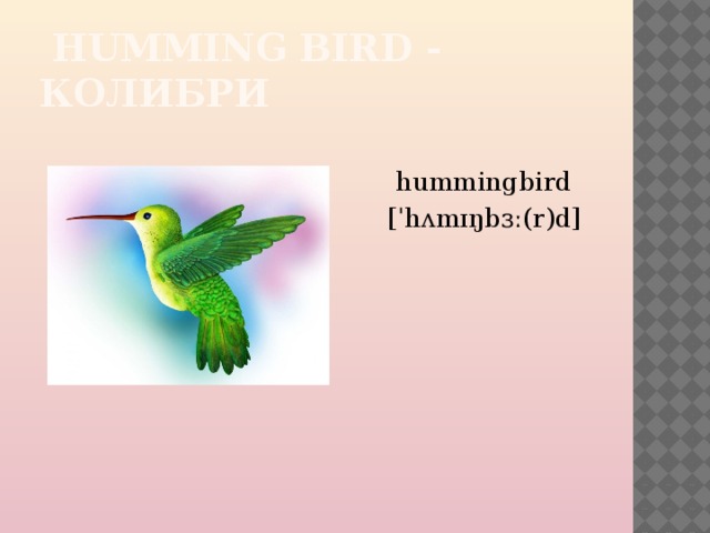  HUMMING BIRD - КОЛИБРИ  hummingbird [ˈhʌmɪŋbɜː(r)d] 
