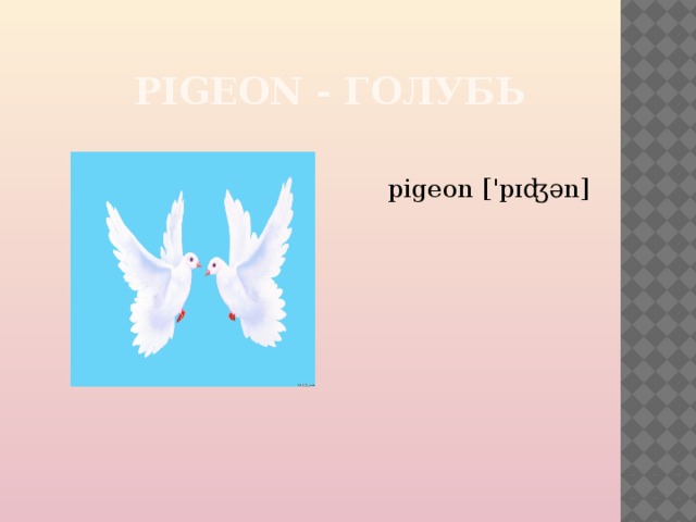 PIGEON - ГОЛУБЬ pigeon ['pɪʤən] 