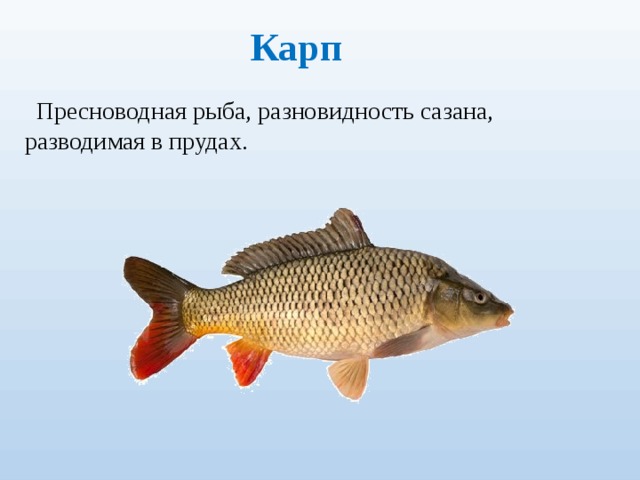 Карп Пресноводная рыба, разновидность сазана, разводимая в прудах. 