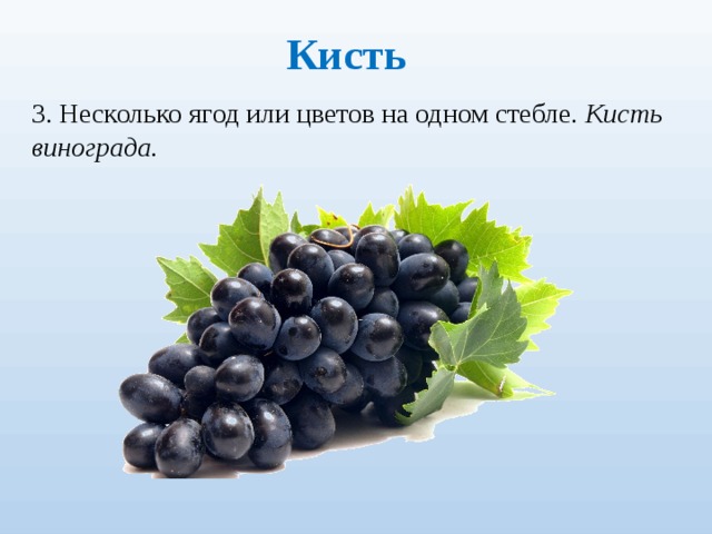 Кисть 3. Несколько ягод или цветов на одном стебле. Кисть ви­нограда.  