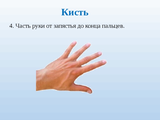 Кисть 4. Часть руки от запястья до кон­ца пальцев. 