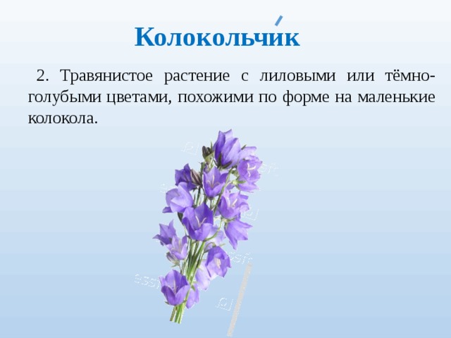 Колокольчик 2. Травянистое растение с лиловыми или тёмно-голубыми цветами, похожими по фор­ме на маленькие колокола. 