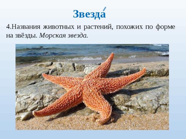 Звезда 4.Названия животных и растений, похожих по форме на звёзды. Морская звезда. 