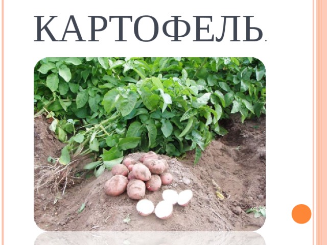 КАРТОФЕЛЬ . 