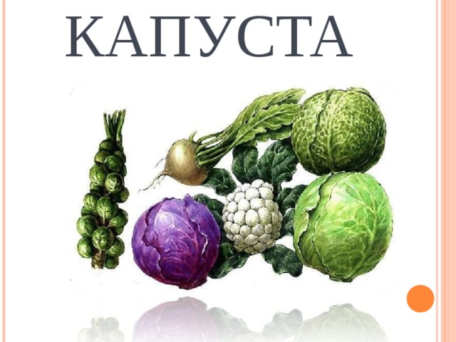 КАПУСТА 