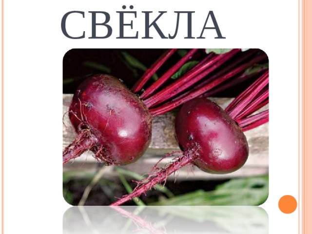 СВЁКЛА 
