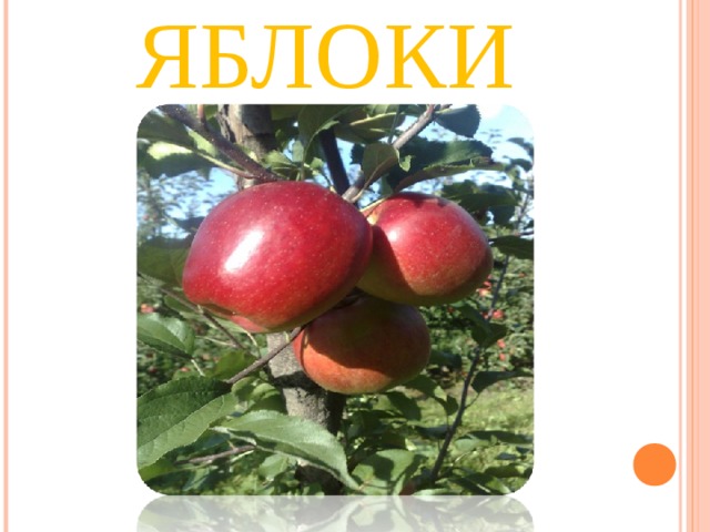 ЯБЛОКИ 