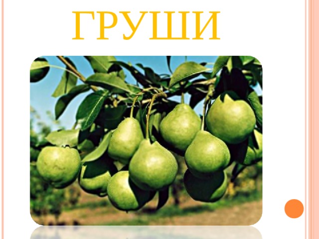 ГРУШИ 