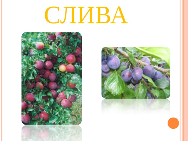 СЛИВА 