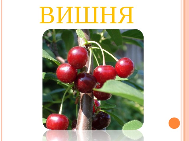 ВИШНЯ 