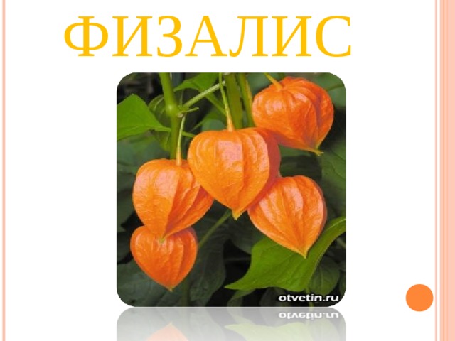 ФИЗАЛИС 