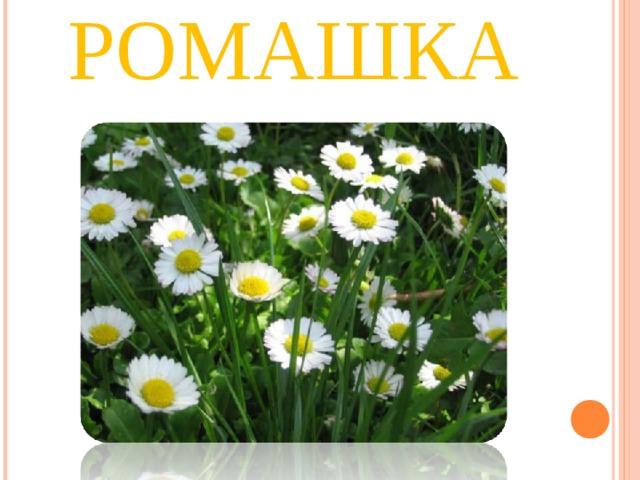 РОМАШКА 