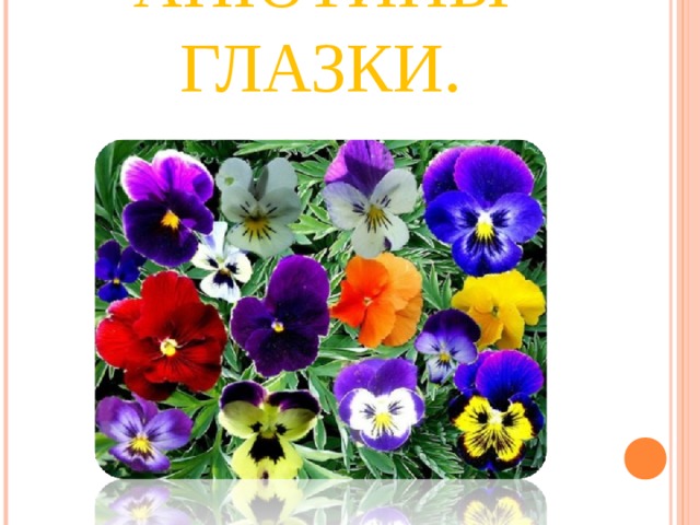 АНЮТИНЫ ГЛАЗКИ. 