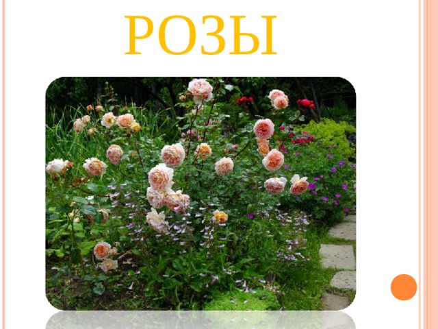 РОЗЫ 