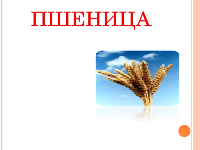 ПШЕНИЦА . 