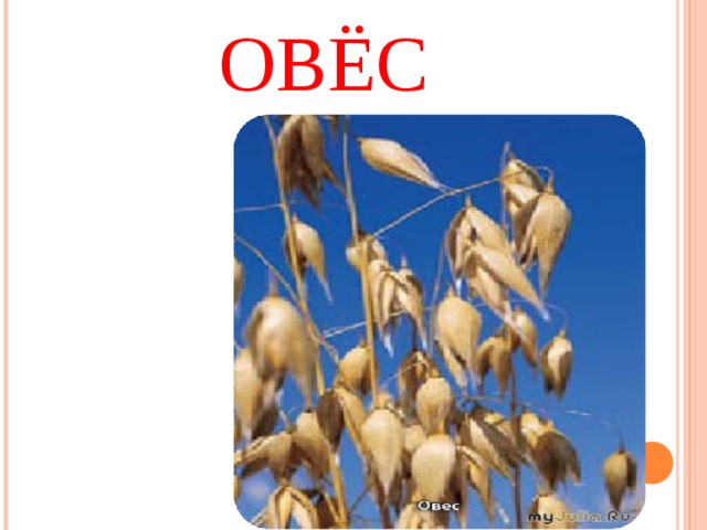 ОВЁС 