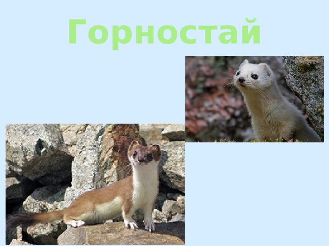 Горностай 