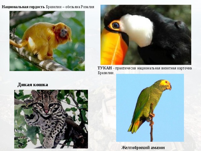 Национальная гордость Бразилии – обезьяна Розалия ТУКАН  - практически национальная визитная карточка Бразилии. Дикая кошка Желтобрюхий амазон 