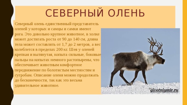 Нижний новгород почему олень. Северный олень занесенный в красную книгу России. Северный олень красная книга ХМАО. Красная книга Урала Северный олень краткое описание. Северный олень красная книга ХМАО краткое описание.