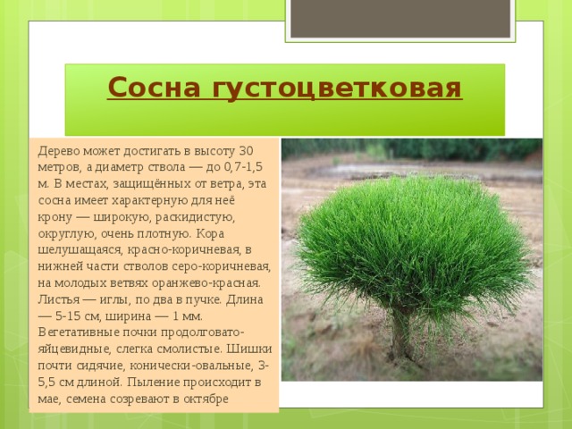 Деревья красной книги фото Презентация "Деревья и кустарники красной книги"
