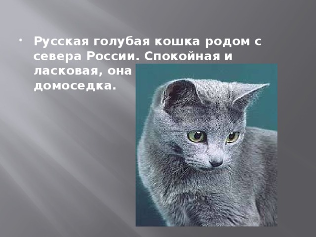 Русская голубая кошка родом с севера России. Спокойная и ласковая, она настоящая домоседка.