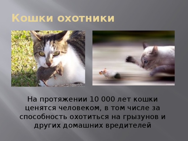 Кошки охотники На протяжении 10 000 лет кошки ценятся человеком, в том числе за способность охотиться на грызунов и других домашних вредителей