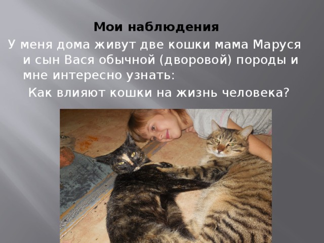 Мои наблюдения У меня дома живут две кошки мама Маруся и сын Вася обычной (дворовой) породы и мне интересно узнать:  Как влияют кошки на жизнь человека?