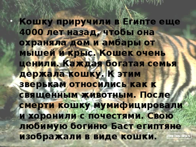 Кошку приручили в Египте еще 4000 лет назад, чтобы она охраняла дом и амбары от мышей и крыс. Кошек очень ценили. Каждая богатая семья держала кошку. К этим зверькам относились как к священным животным. После смерти кошку мумифицировали и хоронили с почестями. Свою любимую богиню Баст египтяне изображали в виде кошки.