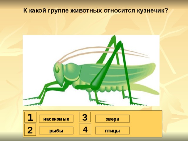 К какой группе животных относится кузнечик? 1 3 насекомые звери 2 4 птицы рыбы