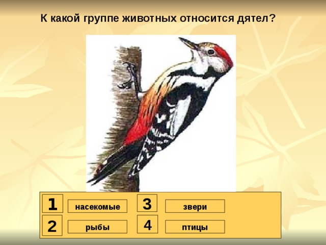 К какой группе животных относится дятел? 1 3 насекомые звери 2 4 птицы рыбы