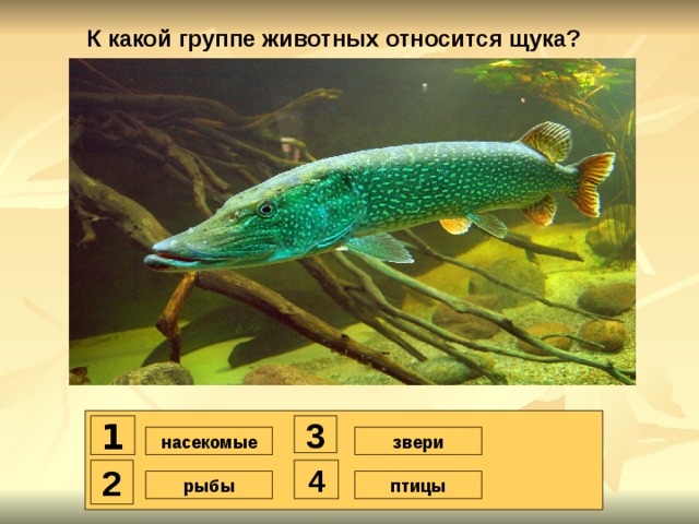 К какой группе относятся рыбы. Животные, относящиеся к группе рыбы.. Какие животные относятся к рыбам.