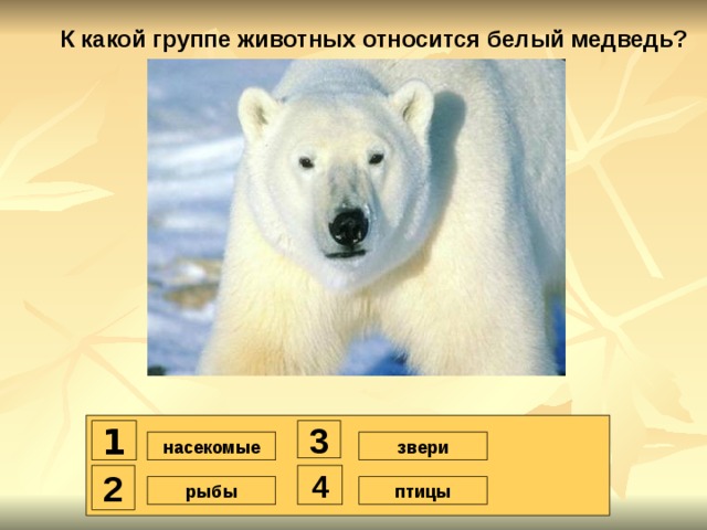 К какой группе животных относится белый медведь? 1 3 насекомые звери 2 4 птицы рыбы