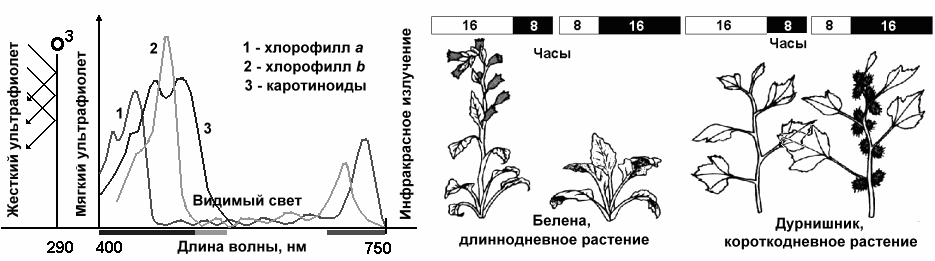 Какие процессы данные рисунки иллюстрируют. Влияние света на растения схема. Диаграмма влияние света на растения. График воздействия света на растение. Экологические спектры растений.