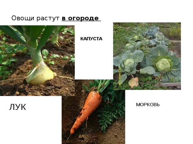 Овощи растут в огороде КАПУСТА ЛУК МОРКОВЬ 