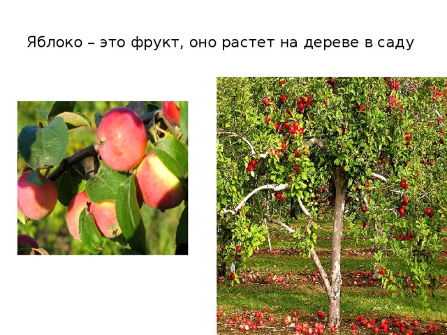 Яблоко – это фрукт, оно растет на дереве в саду 