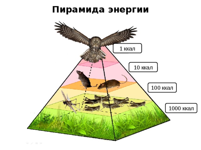 Схема трофического уровня