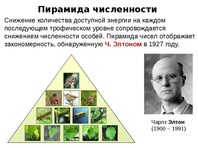 Экологическая пирамида биоценоза. Экологическая пирамида Элтона. Пирамида чисел биомассы и энергии.