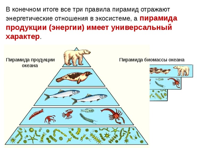 Пирамида биомассы наземной экосистемы. Экологическая пирамида биомассы океана. Экологическая пирамида это в биологии.