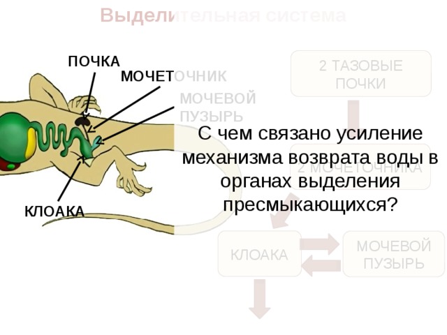 Выделительная система млекопитающих картинки