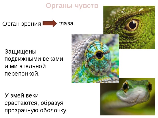 Прозрачные веки у змей. Глаз пресмыкающиеся строение. Строение глаза рептилий. Орган зрения рептилий. Органы чувств пресмыкающихся.