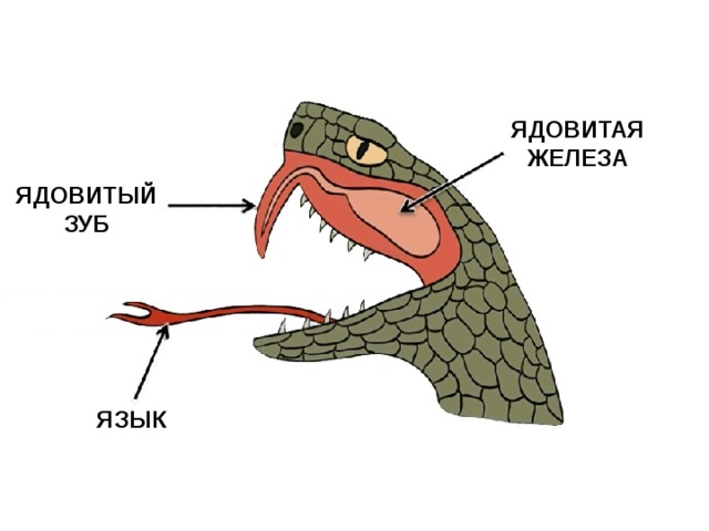 Зубы рептилий