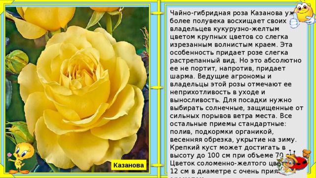 Роза утро москвы описание