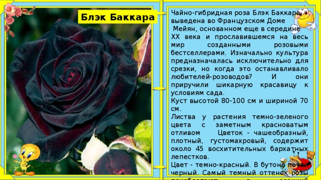 Роза чайно гибридная ксюша фото и описание