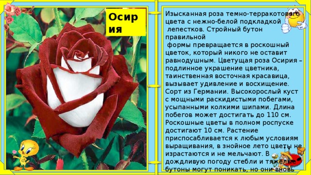 Роза осирия фото и описание отзывы зимостойкость
