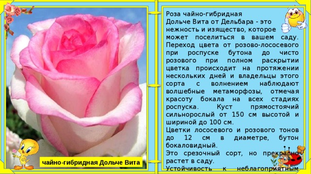 Роза симфония чайно гибридная фото и описание